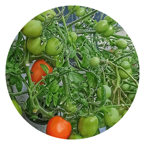 https://www.veganfoodcorner.it/orti-verticali-idroponici/